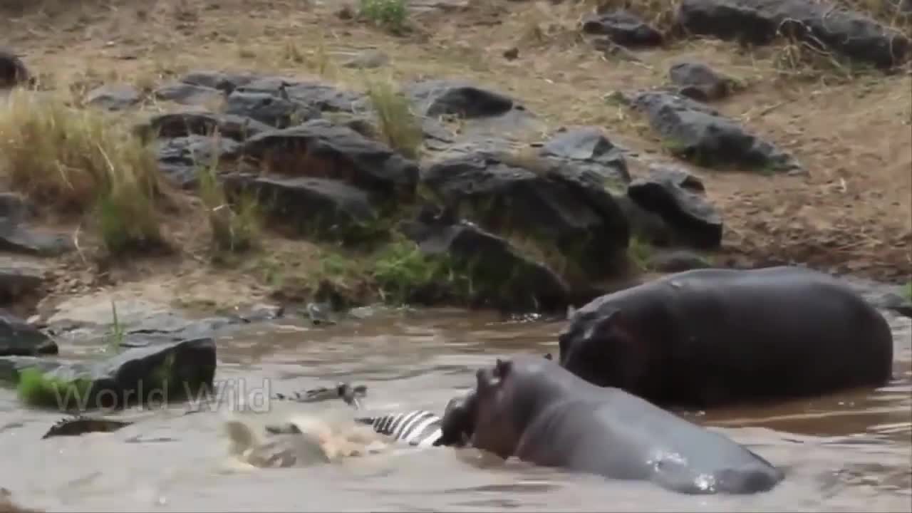 Top 10 scenes of a crocodile attack on animals .. !!