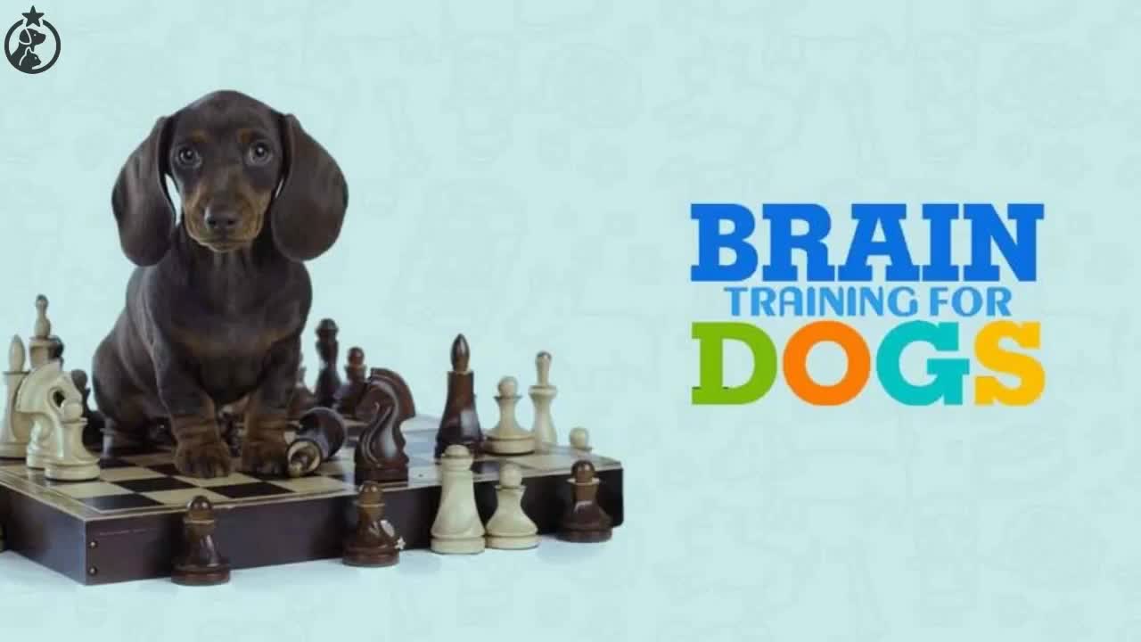 Brain Training for Dogs- Everything you need to know.