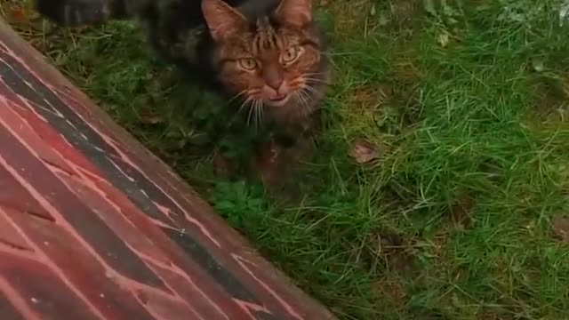 Angry stray cat goes viral after woman documents their unlikely friendship | GMA