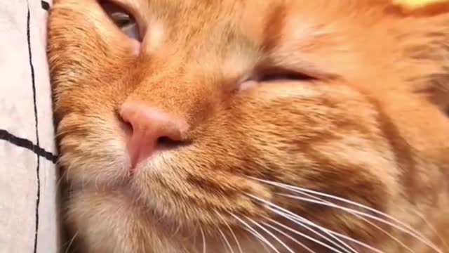 Lovely cat