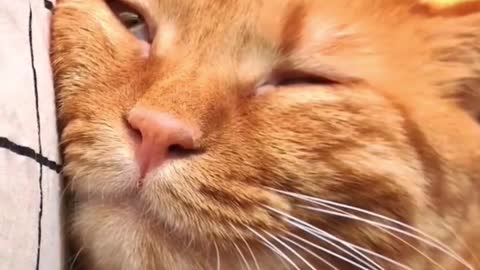 Lovely cat