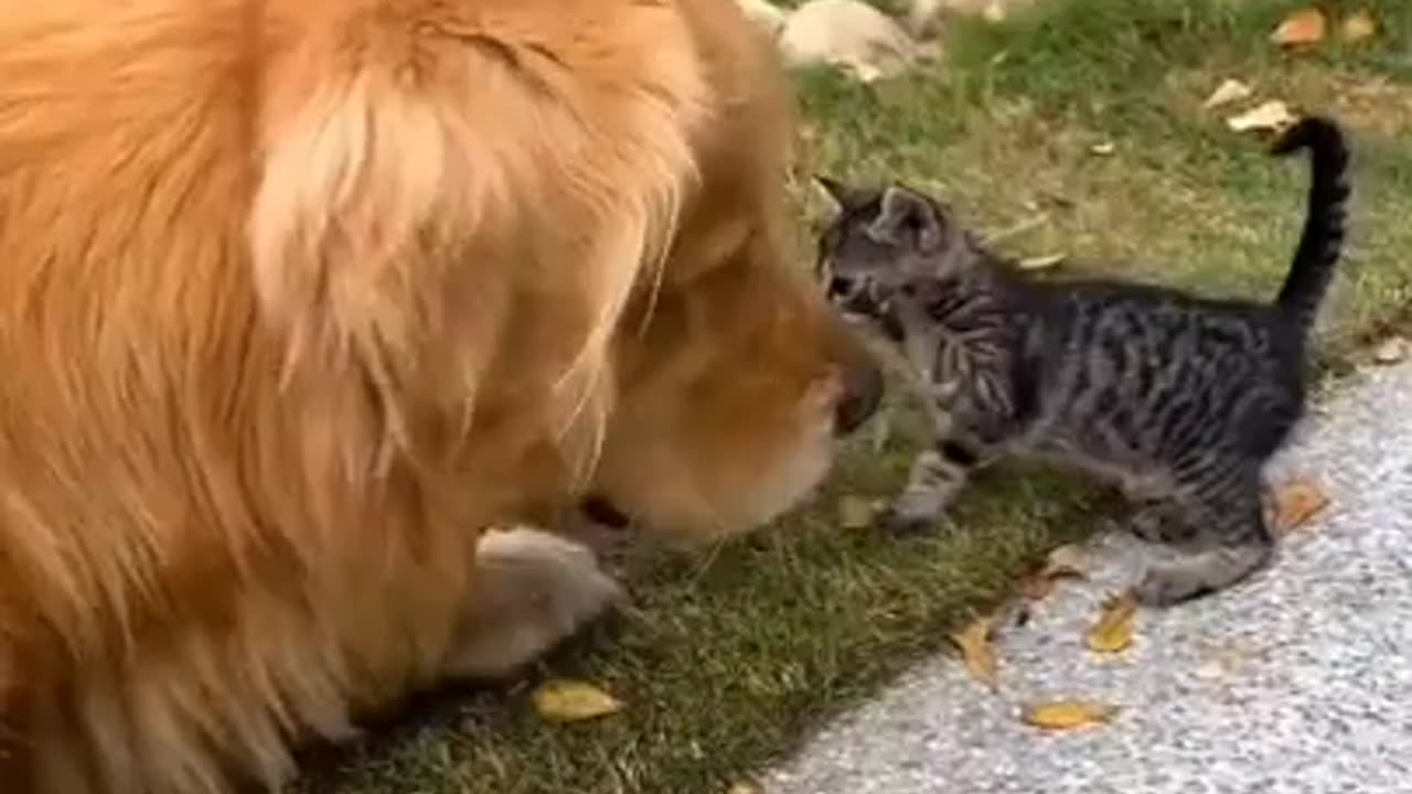 dog loves his new little cat friend.