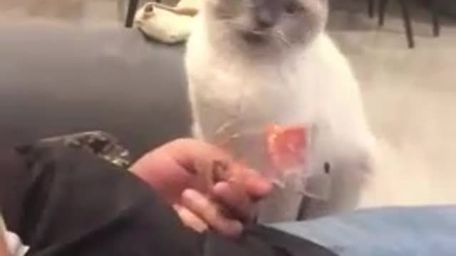 Cute cat playing at home, Lovely cat funny 10