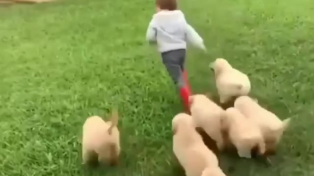 Cute puppy playing with a boy