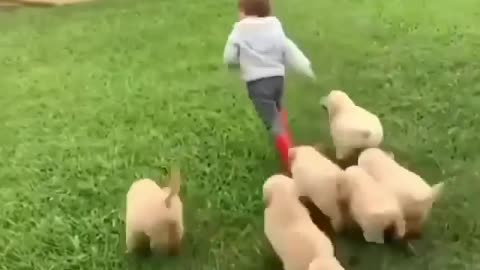 Cute puppy playing with a boy