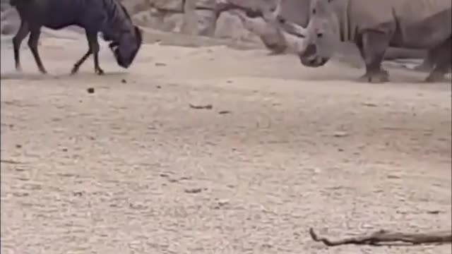 It take a lot of courage to challenge the two of them