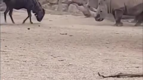 It take a lot of courage to challenge the two of them