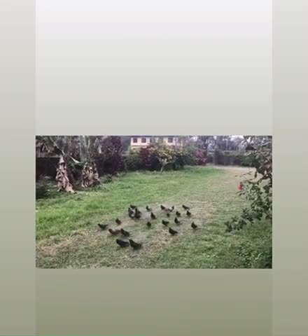 Pigeons eating breakfast