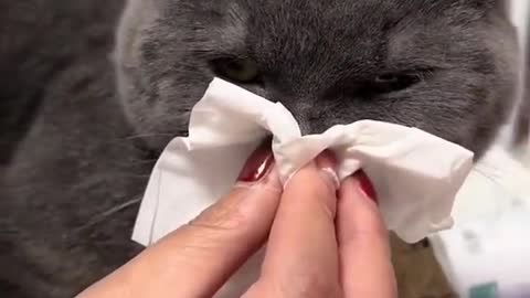 kitten blowing nose