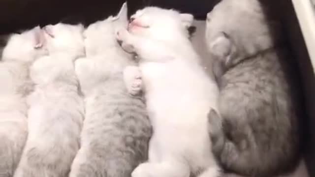 Funny Cats and Dogs Videos, Cute Dogs, Cute Cats Compilation