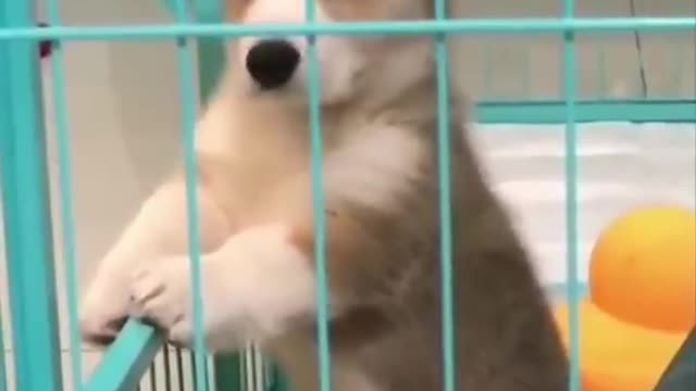 Cute baby animals Videos Compilation cutest moment of the animals 2021