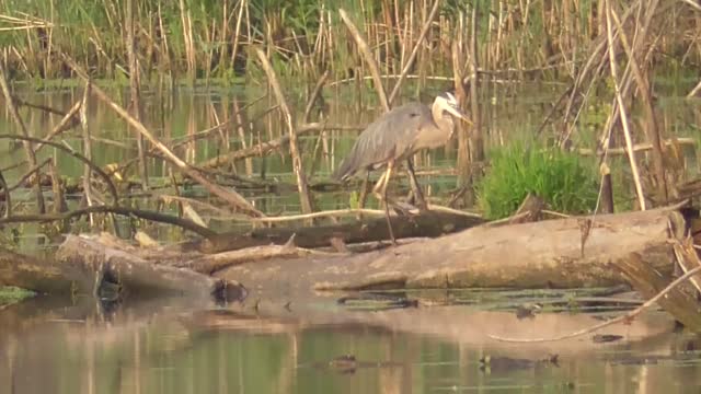 173 Toussaint Wildlife - Oak Harbor Ohio - More Great Blue Than You Can Handle