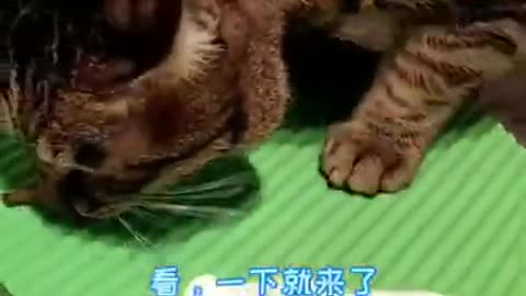 Cat like Fish food | funny cat videos new | funny cat videos