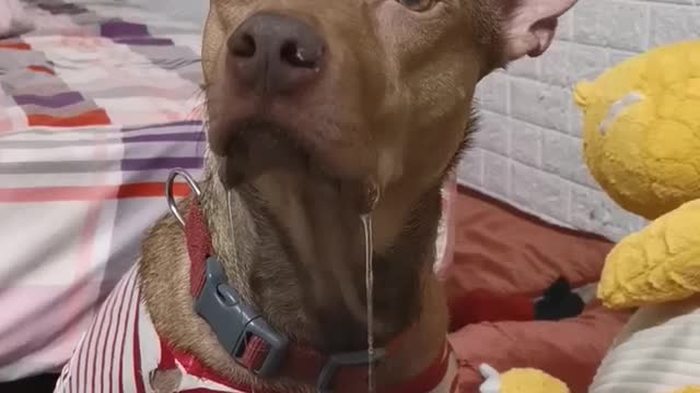 Doggy Drools Over Owner's Meal