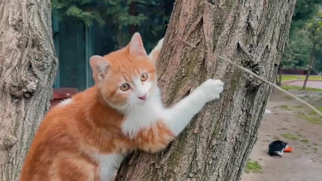 Animal funny cat video