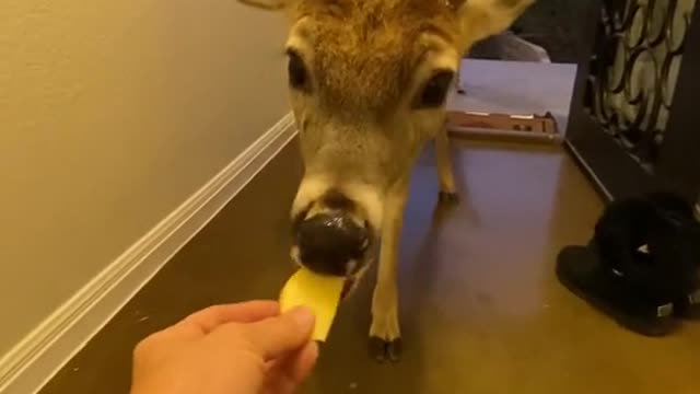 funny|prank|jokes|funny jokes|dad jokes|funny memes|funny video|fun|laughing|funny animal|knock