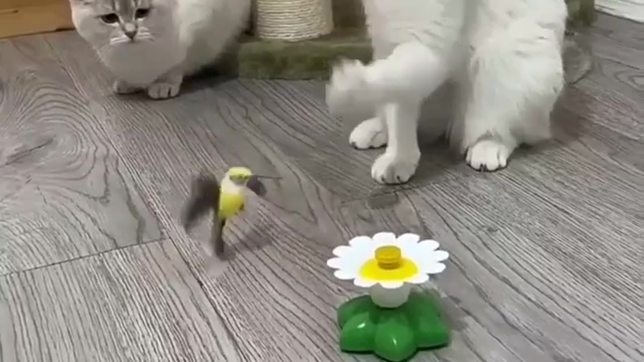 Cat and birds animal lover funny videos