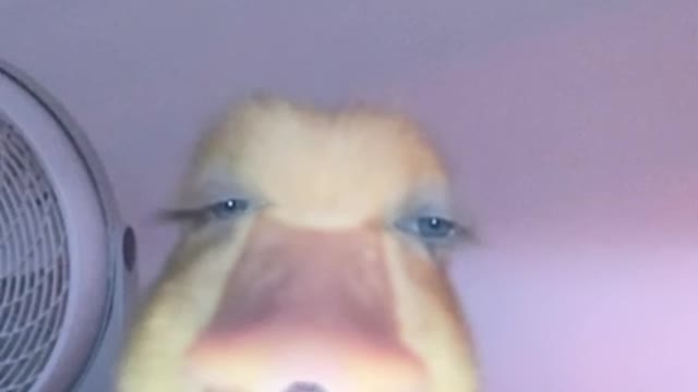 Chronicles of an angry 🦆 bread