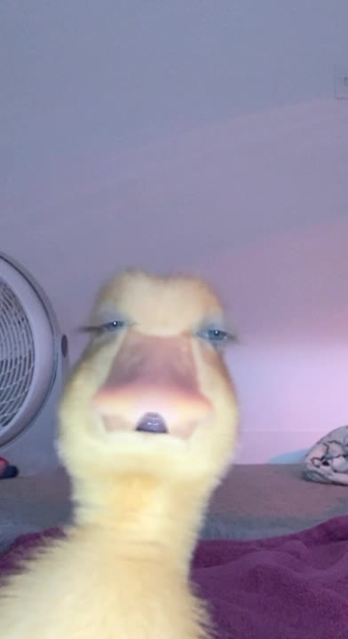 Chronicles of an angry 🦆 bread