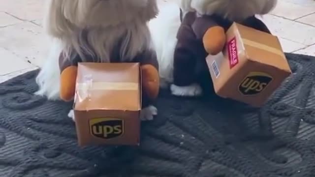 two dogs send gifts