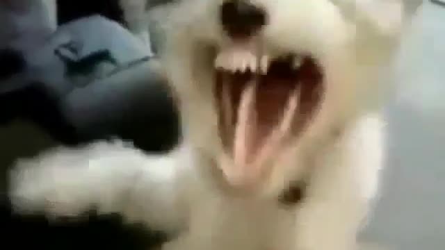 Dog🐕sings Rock n Roll Music.