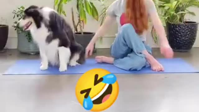 Funny Animals Videos2022 -Funniest Cats And Dogs Videos