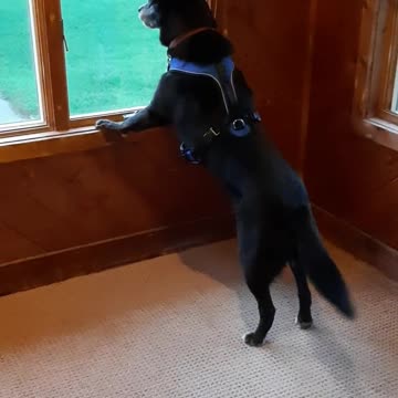 Pupparoo Saw a Raccoon