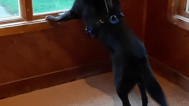 Pupparoo Saw a Raccoon