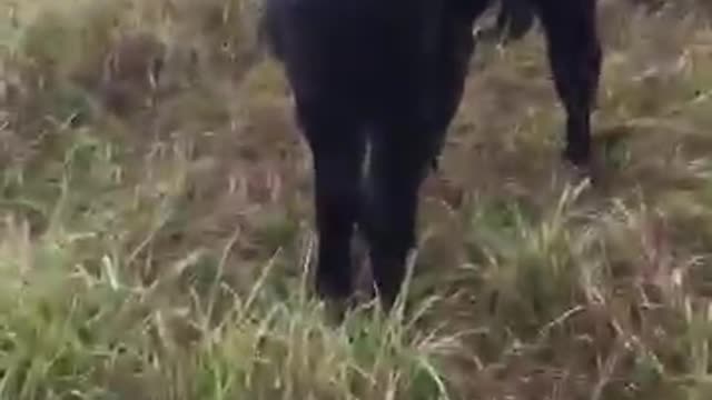 Cow brings baby over to show it off to owner.