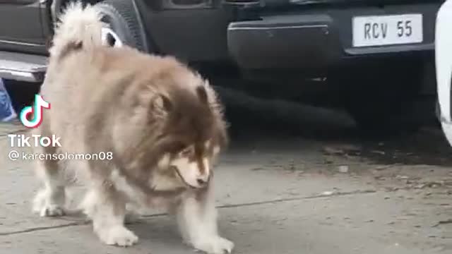 What a giant Dog !