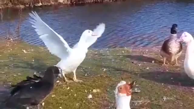 What Our Muscovy Ducks Like To Do On A Windy Day