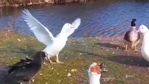 What Our Muscovy Ducks Like To Do On A Windy Day