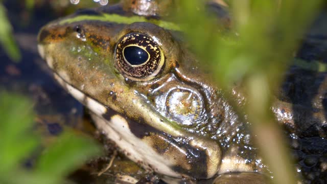 Frog - 81254