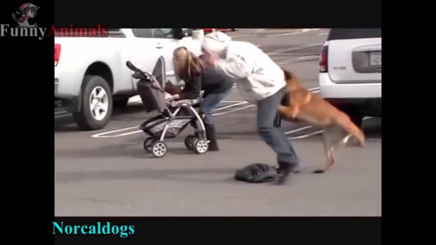 Dog are better then weapon must watch