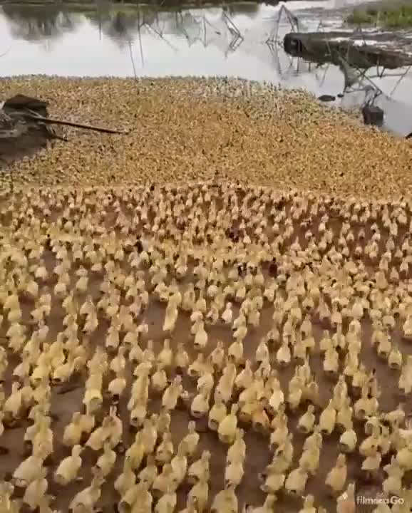 How many ducks trip and fall on that rock at the bottom right hand of the screen