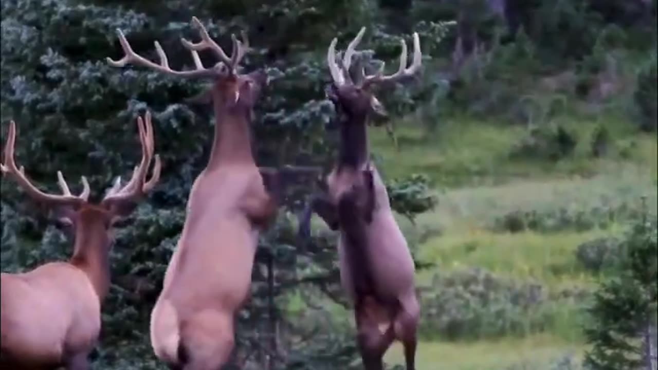 animal video#khan
