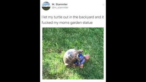 Turtle Gets It On With Lawn Decor