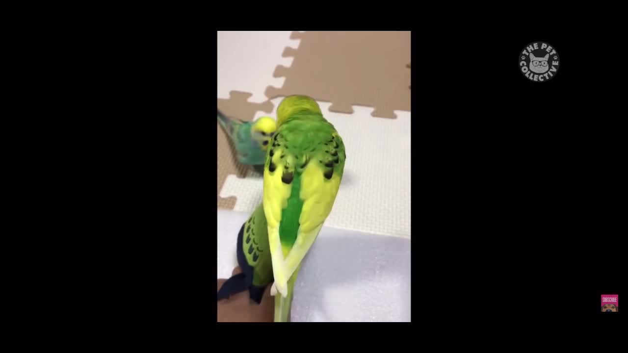 Parrot Funny Video 1