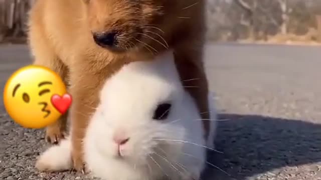 Adorable rabbit and and dog playing so cute #cute #dog #rabbit