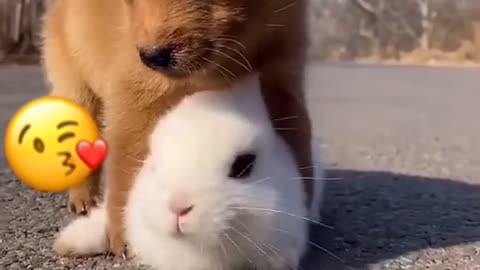 Adorable rabbit and and dog playing so cute #cute #dog #rabbit