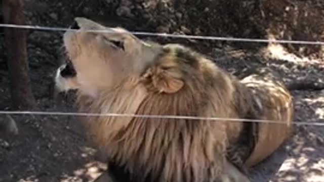 loin King #shorts #youtube #ytshorts #viralshorts #trending #animal_lovers #loin #tiger #sound