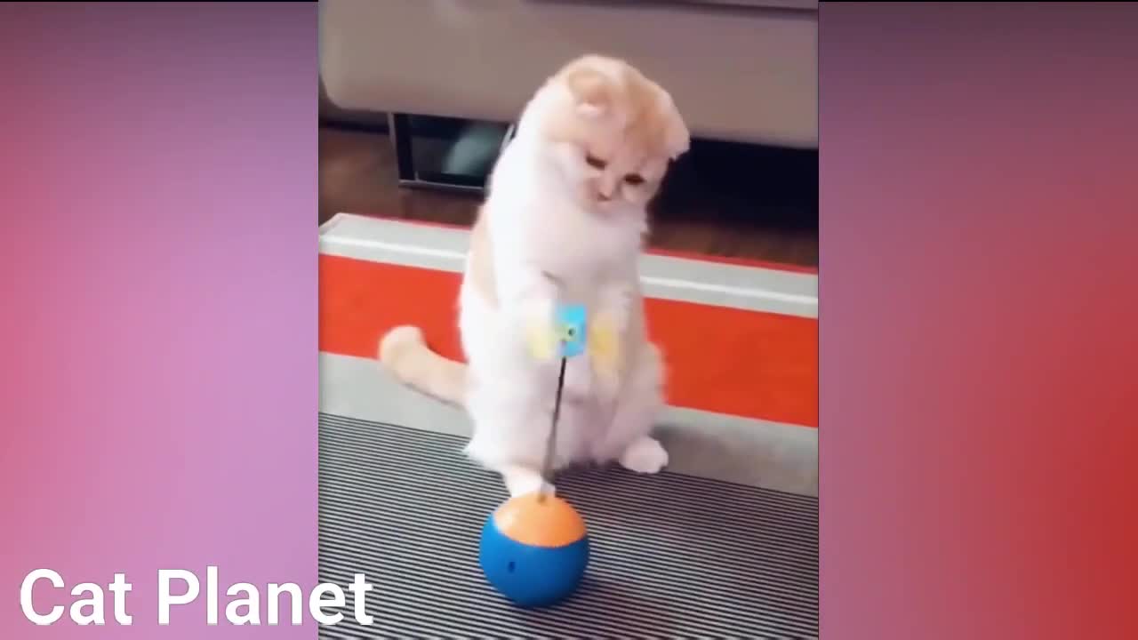 You'll LAUGH FOR SURE!😹- FUNNY CAT VIDEOS OF 2021