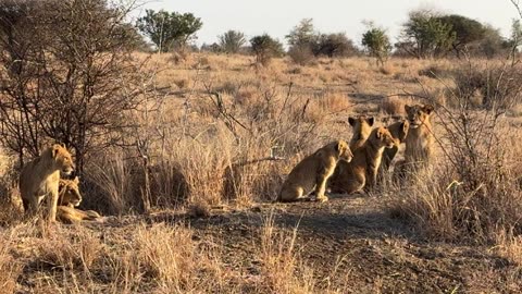 7 Little Lions