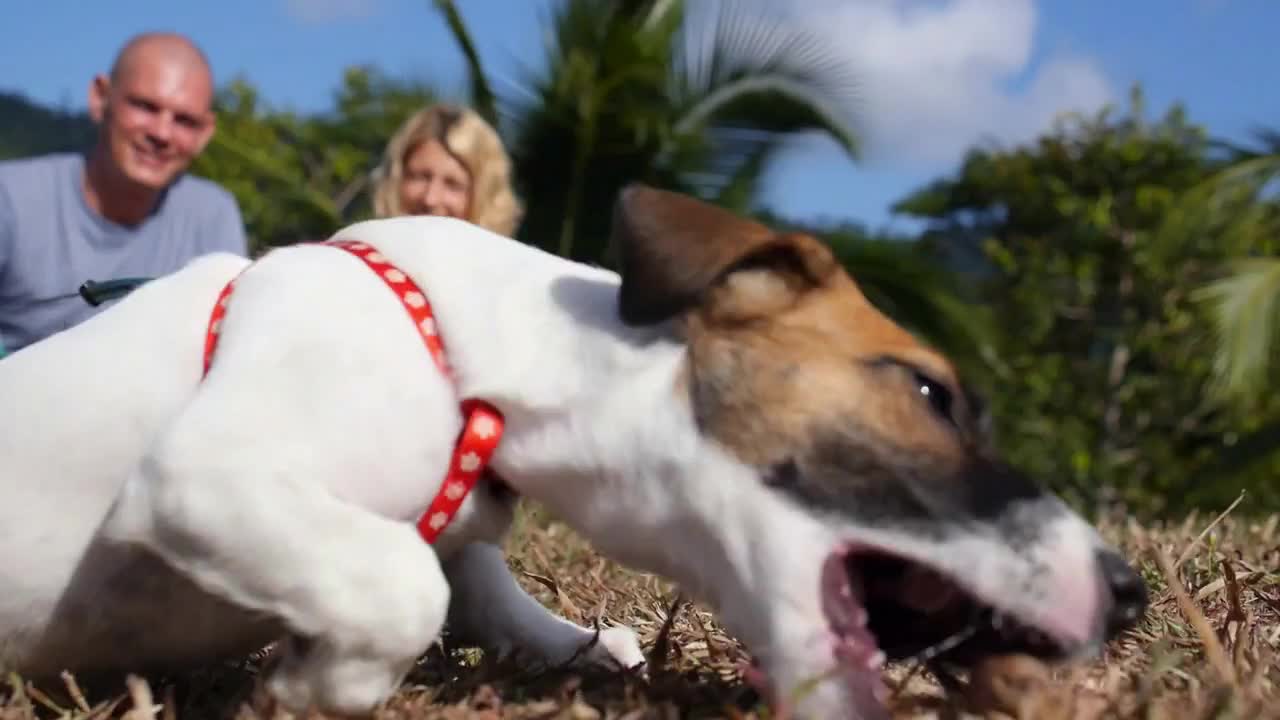 Young Happy Couple Playing with Dog Puppy Jack Russell