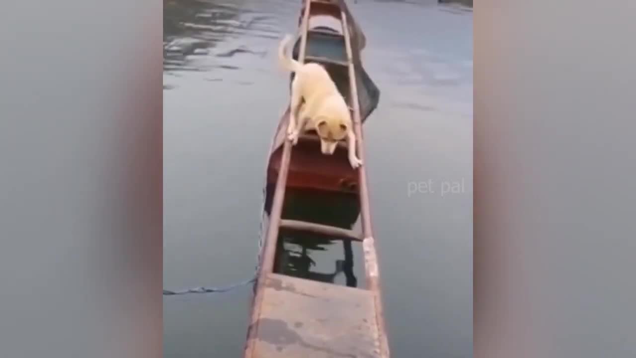 This dog will make you smile