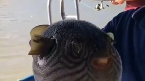 This is a beautiful and charming water-dwelling species