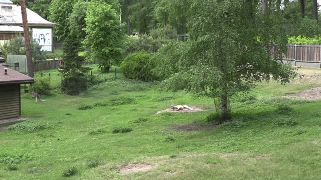 Animals in national Zoo, many animals 4