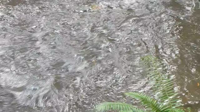 Spawning Salmon Coquitlam river