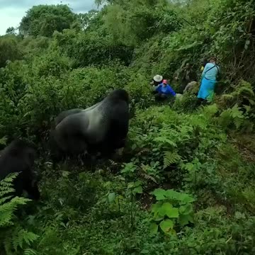 encounter with silverback gorilla