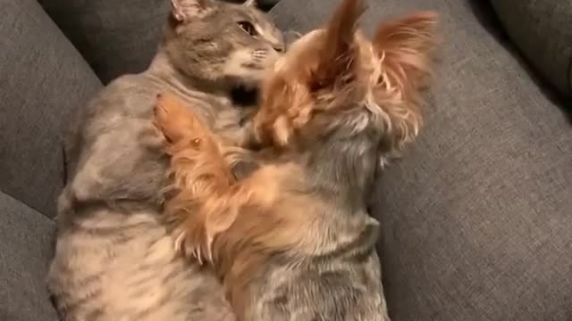 cat and dog in love